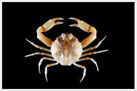 豆形拳蟹 豆形拳蟹