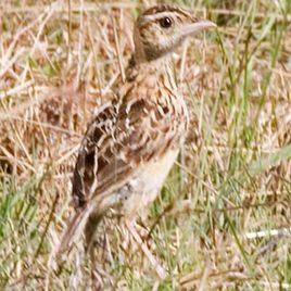 拉德氏歌百靈 拉德氏歌百靈