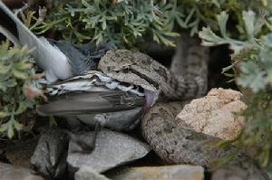 （圖）蛇島蝮蒙