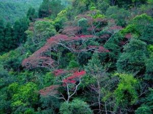 大埔豐溪森林度假區 大埔豐溪森林度假區