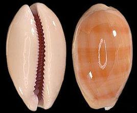 金紅寶螺 金紅寶螺