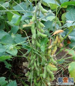 商豆6號 商豆6號