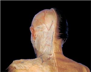 中國數字人男1號