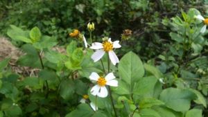 白花金盞苣苔 白花金盞苣苔