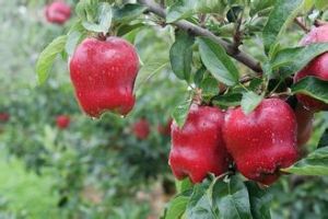 花牛蘋果 花牛蘋果