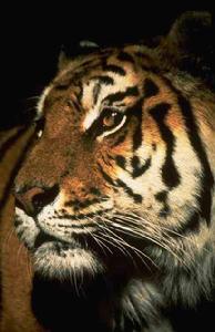 美麗的中國虎