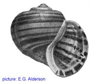 pomacea galauca