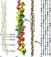 膠原蛋白肽 膠原蛋白肽