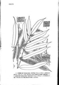 台灣鳳丫蕨 台灣鳳丫蕨