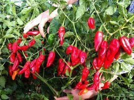 魔鬼辣椒 魔鬼辣椒