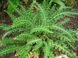 假鐵角蕨葉系 假鐵角蕨葉系