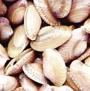 真曲巴非蛤 真曲巴非蛤