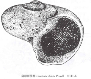 扁球麗婆螺 扁球麗婆螺