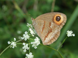 大艷眼蝶 大艷眼蝶