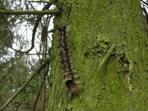 雲南松毛蟲(圖二)