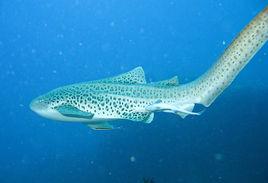 大尾虎鯊 大尾虎鯊