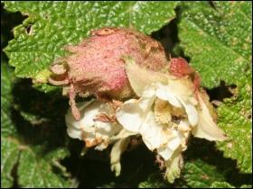 玉山懸鉤子(圖二)