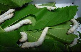 蠶褐僵病 蠶褐僵病