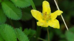 齒萼委陵菜 齒萼委陵菜