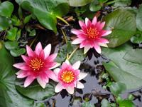 雞頭肉[芡實的別名]