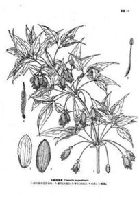 合苞鐵線蓮 合苞鐵線蓮