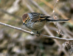 繡頂針尾雀 繡頂針尾雀