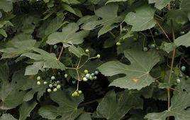 葎葉蛇葡萄 葎葉蛇葡萄