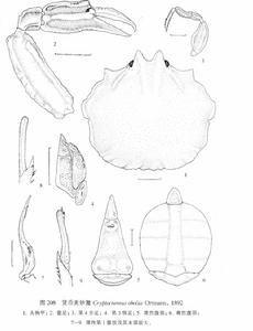 貨幣美妙蟹 貨幣美妙蟹