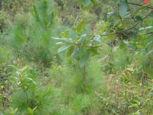 下公朗自然村 下公朗自然村