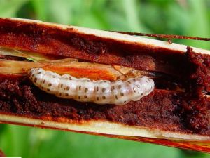 (高粱條螟)夏型