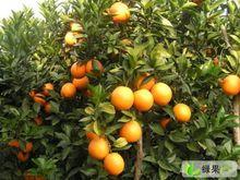 北亭村[江西省贛州市尋烏縣澄江鎮下轄村]