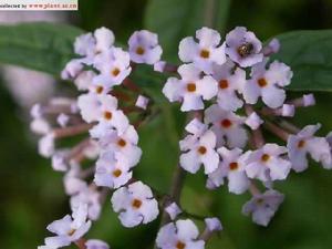 絳花醉魚草 絳花醉魚草