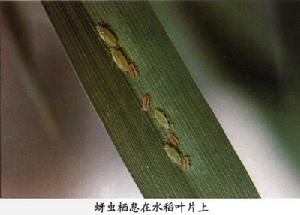 水稻田蚜蟲