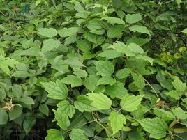 鈍齒鐵線蓮 鈍齒鐵線蓮