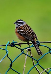 灰眉岩鵐西南亞種