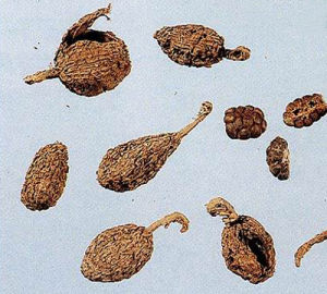 海南假砂仁 海南假砂仁