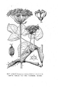 心葉稜子芹 心葉稜子芹