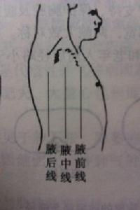 腋後線 腋後線