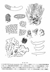 鞭枝片葉苔 鞭枝片葉苔
