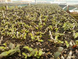 始興石斛 始興石斛