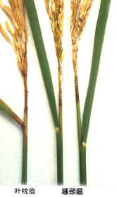 （圖）葉枕瘟和穗頸瘟