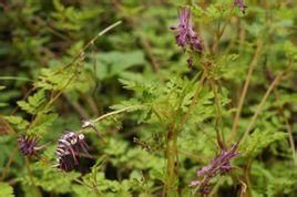 胎生紫堇 胎生紫堇