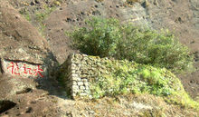 岩茶之王——大紅袍