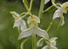 高原舌唇蘭 高原舌唇蘭