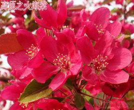 高原之火海棠 高原之火海棠