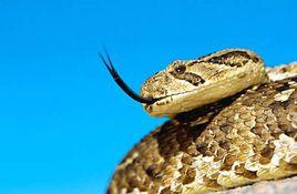 鼓腹噝蝰 鼓腹噝蝰