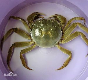 農之初固城湖大閘蟹