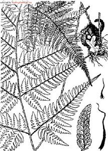 兩色鱗毛蕨 兩色鱗毛蕨