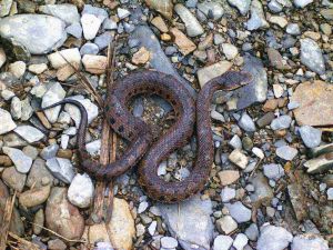 阿里山龜殼花 阿里山龜殼花