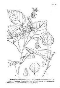 長梗黃花棯 長梗黃花棯